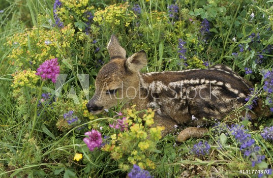 Bild på Capreolus capreolus  Chevreuil